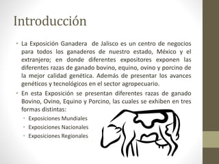 Introducción
• La Exposición Ganadera de Jalisco es un centro de negocios
para todos los ganaderos de nuestro estado, México y el
extranjero; en donde diferentes expositores exponen las
diferentes razas de ganado bovino, equino, ovino y porcino de
la mejor calidad genética. Además de presentar los avances
genéticos y tecnológicos en el sector agropecuario.
• En esta Exposición se presentan diferentes razas de ganado
Bovino, Ovino, Equino y Porcino, las cuales se exhiben en tres
formas distintas:
• Exposiciones Mundiales
• Exposiciones Nacionales
• Exposiciones Regionales
 