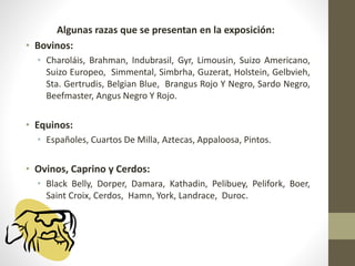 Algunas razas que se presentan en la exposición:
• Bovinos:
• Charoláis, Brahman, Indubrasil, Gyr, Limousin, Suizo Americano,
Suizo Europeo, Simmental, Simbrha, Guzerat, Holstein, Gelbvieh,
Sta. Gertrudis, Belgian Blue, Brangus Rojo Y Negro, Sardo Negro,
Beefmaster, Angus Negro Y Rojo.
• Equinos:
• Españoles, Cuartos De Milla, Aztecas, Appaloosa, Pintos.
• Ovinos, Caprino y Cerdos:
• Black Belly, Dorper, Damara, Kathadin, Pelibuey, Pelifork, Boer,
Saint Croix, Cerdos, Hamn, York, Landrace, Duroc.
 
