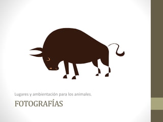FOTOGRAFÍAS
Lugares y ambientación para los animales.
 