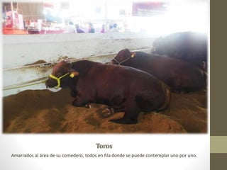 Toros
Amarrados al área de su comedero, todos en fila donde se puede contemplar uno por uno.
 