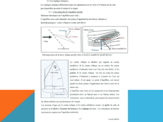 L'optimist en détail
