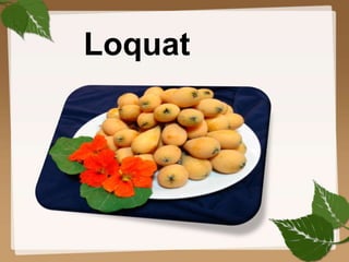 Loquat
1
 