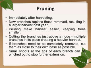 Pruning
• Immediately after harvesting.
• New branches replace those removed, resulting in
a larger harvest next year.
• Pruning make harvest easier, keeping trees
smaller.
• Cutting the branches just above a node - multiple
branches in its place creating a heavier harvest.
• If branches need to be completely removed, cut
them as close to their own base as possible.
• Small shoots at the tips of each branch can be
pinched out to stop further extension.
12
 