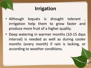 Irrigation
• Although loquats is drought tolerant ,
irrrigation help them to grow faster and
produce more fruit of a higher quality.
• Deep watering in warmer months (10-15 days
interval) is needed as well as during cooler
months (every month) if rain is lacking, or
according to weather conditions.
14
 