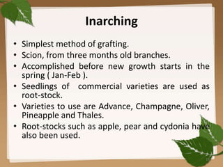 Inarching
• Simplest method of grafting.
• Scion, from three months old branches.
• Accomplished before new growth starts in the
spring ( Jan-Feb ).
• Seedlings of commercial varieties are used as
root-stock.
• Varieties to use are Advance, Champagne, Oliver,
Pineapple and Thales.
• Root-stocks such as apple, pear and cydonia have
also been used.
19
 