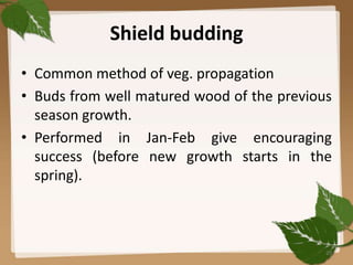 Shield budding
• Common method of veg. propagation
• Buds from well matured wood of the previous
season growth.
• Performed in Jan-Feb give encouraging
success (before new growth starts in the
spring).
20
 