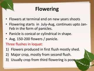 Flowering
• Flowers at terminal end on new years shoots
• Flowering starts in July-Aug, continues upto Jan-
Feb in the form of panicles.
• Panicle is conical or cylindrical in shape.
• Avg. 150-200 flowers / panicle.
Three flushes in loquat:
1) Flowers produced in first flush mostly shed.
2) Major crop, mostly from second flush.
3) Usually crop from third flowering is poor.
21
 