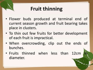 Fruit thinning
• Flower buds produced at terminal end of
current season growth and fruit bearing takes
place in clusters.
• To thin out few fruits for better development
of each fruit is impractical.
• When overcrowding, clip out the ends of
bunches.
• Fruits thinned when less than 12cm in
diameter.
23
 