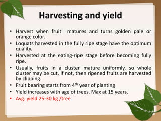 Harvesting and yield
• Harvest when fruit matures and turns golden pale or
orange color.
• Loquats harvested in the fully ripe stage have the optimum
quality.
• Harvested at the eating-ripe stage before becoming fully
ripe.
• Usually, fruits in a cluster mature uniformly, so whole
cluster may be cut, If not, then ripened fruits are harvested
by clipping.
• Fruit bearing starts from 4th year of planting
• Yield increases with age of trees. Max at 15 years.
• Avg. yield 25-30 kg /tree
25
 