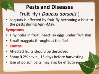 Pests and Diseases
Fruit fly ( Daucus dorsalis )
• Loquats is affected by fruit fly becoming a host to
the pests during April-May,
Symptoms
• Tiny holes in fruit, insect lay eggs under fruit skin
• Small maggots throughout the flesh.
• Control
• Affected fruits should be destroyed
• Spray 0.2% sevin , 15 days before harvesting
• Use of poison baits may also be effective
28
 