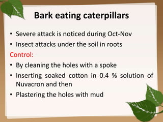 Bark eating caterpillars
• Severe attack is noticed during Oct-Nov
• Insect attacks under the soil in roots
Control:
• By cleaning the holes with a spoke
• Inserting soaked cotton in 0.4 % solution of
Nuvacron and then
• Plastering the holes with mud
29
 