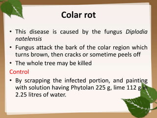 Colar rot
• This disease is caused by the fungus Diplodia
natelensis
• Fungus attack the bark of the colar region which
turns brown, then cracks or sometime peels off
• The whole tree may be killed
Control
• By scrapping the infected portion, and painting
with solution having Phytolan 225 g, lime 112 g in
2.25 litres of water.
31
 