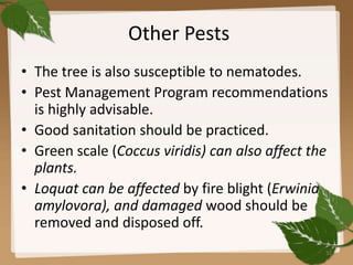 Other Pests
• The tree is also susceptible to nematodes.
• Pest Management Program recommendations
is highly advisable.
• Good sanitation should be practiced.
• Green scale (Coccus viridis) can also affect the
plants.
• Loquat can be affected by fire blight (Erwinia
amylovora), and damaged wood should be
removed and disposed off.
32
 