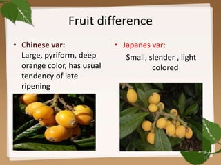 Fruit difference
• Chinese var:
Large, pyriform, deep
orange color, has usual
tendency of late
ripening
• Japanes var:
Small, slender , light
colored
35
 