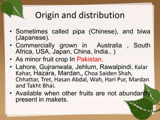 Origin and distribution
• Sometimes called pipa (Chinese), and biwa
(Japanese).
• Commercially grown in Australia , South
Africa, USA, Japan, China, India.. )
• As minor fruit crop In Pakistan.
• Lahore, Gujranwala, Jehlum, Rawalpindi, Kalar
Kahar, Hazara, Mardan,, Choa Saiden Shah,
Chhattar, Tret, Hasan Abdal, Wah, Hari Pur, Mardan
and Takht Bhai.
• Available when other fruits are not abundantly
present in makets.
4
 