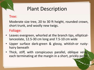 Plant Description
Tree:
Moderate size tree, 20 to 30 ft height, rounded crown,
short trunk, and woolly new twigs.
Foliage:
• Leaves evergreen, whorled at the branch tips, elliptical-
lanceolate, 12.5-30 cm long and 7.5-10 cm wide
• Upper surface dark-green & glossy, whitish-or rusty-
hairy beneath
• Thick, stiff, with conspicuous parallel, oblique veins,
each terminating at the margin in a short, prickly point.
6
 