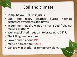 Soil and climate
• Temp. below 0 ⁰C is injurius.
• Cool and foggy weather during ripening
decreases sweetness and flavor.
• In summer hot, dry winds – small sized fruit, not
mature properly.
• Well established trees can tolerate upto 12° F.
• The killing temperature:
flower bud is about 19° F,
mature flower about 26° F.
• Can grow in shade, as temporary plant.
9
 