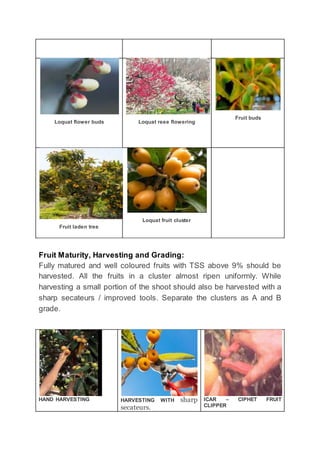 Loquat flower buds Loquat reee flowering
Fruit buds
Fruit laden tree
Loquat fruit cluster
Fruit Maturity, Harvesting and Grading:
Fully matured and well coloured fruits with TSS above 9% should be
harvested. All the fruits in a cluster almost ripen uniformly. While
harvesting a small portion of the shoot should also be harvested with a
sharp secateurs / improved tools. Separate the clusters as A and B
grade.
HAND HARVESTING HARVESTING WITH sharp
secateurs.
ICAR – CIPHET FRUIT
CLIPPER
 