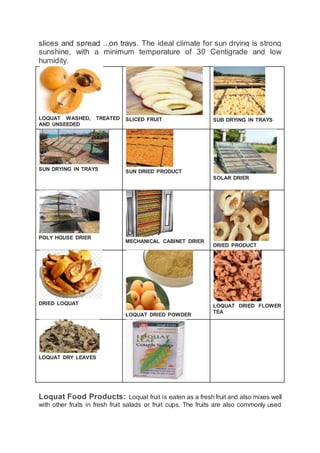 slices and spread ...on trays. The ideal climate for sun drying is strong
sunshine, with a minimum temperature of 30 Centigrade and low
humidity.
LOQUAT WASHED, TREATED
AND UNSEEDED
SLICED FRUIT SUB DRYING IN TRAYS
SUN DRYING IN TRAYS SUN DRIED PRODUCT
SOLAR DRIER
POLY HOUSE DRIER
MECHANICAL CABINET DRIER
DRIED PRODUCT
DRIED LOQUAT
LOQUAT DRIED POWDER
LOQUAT DRIED FLOWER
TEA
LOQUAT DRY LEAVES
Loquat Food Products: Loquat fruit is eaten as a fresh fruit and also mixes well
with other fruits in fresh fruit salads or fruit cups. The fruits are also commonly used
 