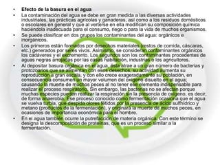 •   Efecto de la basura en el agua
•   La contaminación del agua se debe en gran medida a las diversas actividades
    industriales, las prácticas agrícolas y ganaderas, así como a los residuos domésticos
    o escolares en general y que al verterse en ella modifican su composición química
    haciéndola inadecuada para el consumo, riego o para la vida de muchos organismos.
•   Se puede clasificar en dos grupos los contaminantes del agua: orgánicos e
    inorgánicos.
•   Los primeros están formados por desechos materiales (restos de comida, cáscaras,
    etc.) generados por seres vivos. Asimismo, se consideran contaminantes orgánicos
    los cadáveres y el excremento. Los segundos son los contaminantes procedentes de
    aguas negras arrojadas por las casas habitación, industrias o los agricultores.
•   Al depositar basura orgánica en el agua, ésta atrae a un gran número de bacterias y
    protozoarios que se alimentan con esos desechos, su actividad aumenta su
    reproducción a gran escala, y con ello crece exageradamente su población, en
    consecuencia consumen un mayor volumen del oxígeno disuelto en el agua;
    causando la muerte de muchos peces al no tener ese elemento indispensable para
    realizar el proceso respiratorio. Sin embargo, las bacterias no se afectan porque
    muchas especies pueden realizar la respiración sin la presencia de oxígeno, es decir,
    de forma anaerobia. Ese proceso conocido como fermentación ocasiona que el agua
    se vuelva turbia, que despida olores fétidos por la presencia de ácido sulfhídrico y
    metano (productos de la fermentación), y originará la muerte de muchos peces, en
    ocasiones de importancia económica para el hombre.
•   En el agua también ocurre la putrefacción de materia orgánica. Con este término se
    designa la descomposición de proteínas, que es un proceso similar a la
    fermentación.
 