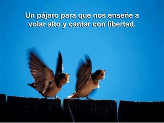 Un pájaro para que nos enseñe a
 volar alto y cantar con libertad.
 