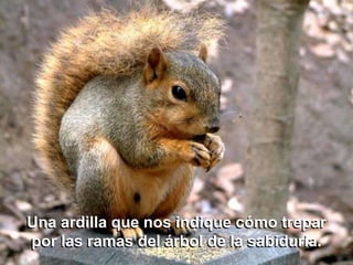Una ardilla que nos indique cómo trepar
por las ramas del árbol de la sabiduría.
 