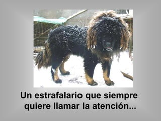 Un estrafalario que siempre 
quiere llamar la atención... 
 