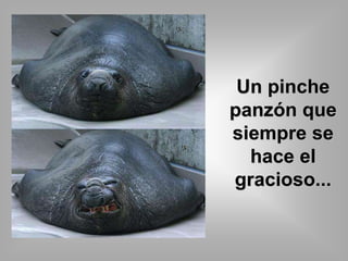 Un pinche 
panzón que 
siempre se 
hace el 
gracioso... 
 