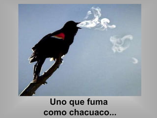 Uno que fuma 
como chacuaco... 
 