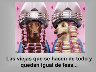 Las viejas que se hacen de todo y 
quedan igual de feas... 
 