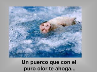 Un puerco que con el 
puro olor te ahoga... 
 