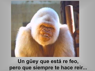 Un güey que está re feo, 
pero que siempre te hace reir... 
 