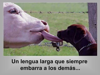 Un lengua larga que siempre 
embarra a los demás... 
 