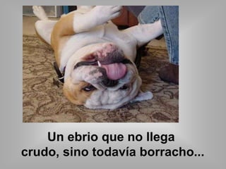 Un ebrio que no llega 
crudo, sino todavía borracho... 
 