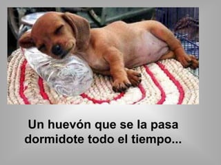 Un huevón que se la pasa 
dormidote todo el tiempo... 
 