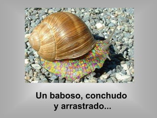 Un baboso, conchudo 
y arrastrado... 
 
