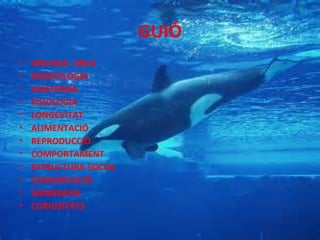 Orca Slide L'orca | PPT