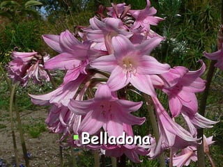 Belladona