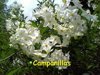 Campanillas