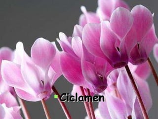 Ciclamen