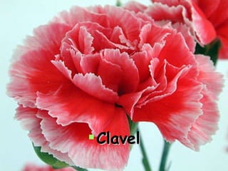 Clavel