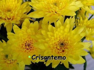 Crisantemo