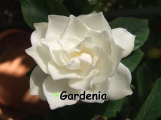 Gardenia