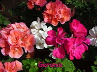 Geranio