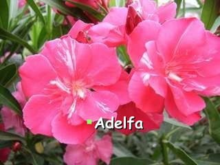 Adelfa
