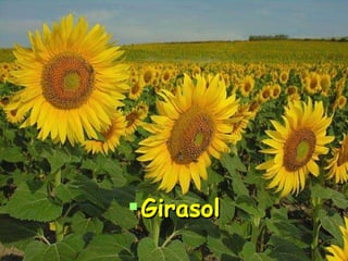 Girasol