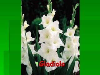 Gladiolo