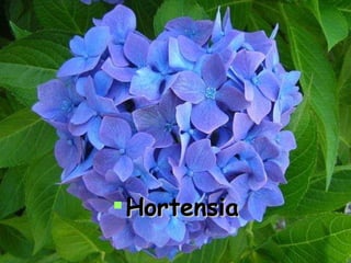 Hortensia