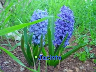 Jacinto