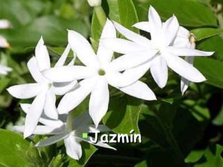 Jazmín